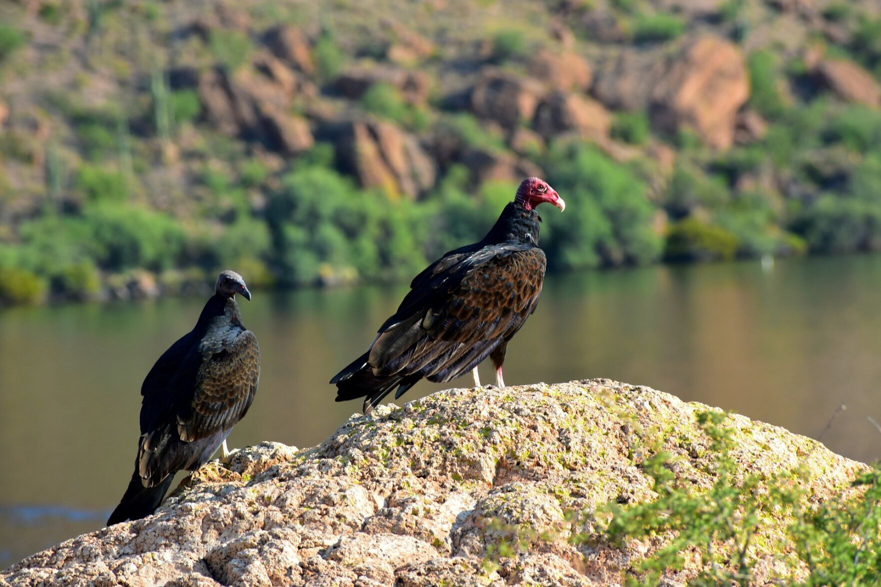 Southern Arizona